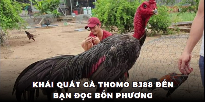 Khái quát đá gà thomo BJ88 đến bạn đọc bốn phương